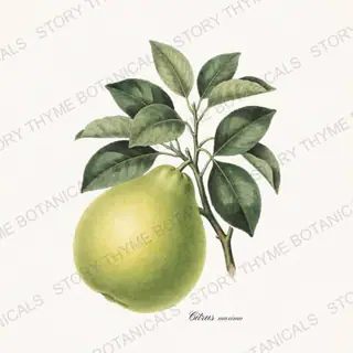 Pomelo — vintage botanical Citrus Grove print on a white background