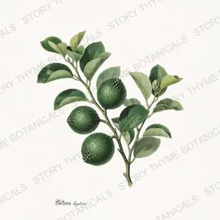 Makrut Lime — vintage botanical Citrus Grove print on a white background