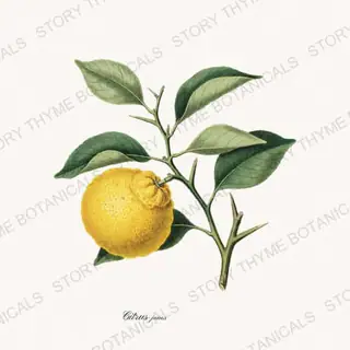 Yuzu — vintage botanical Citrus Grove print on a white background
