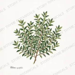 Chinotto — vintage botanical Citrus Grove print on a white background