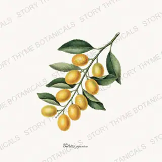 Kumquat — vintage botanical Citrus Grove print on a white background