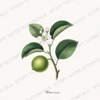 Sweet Lime — vintage botanical Citrus Grove print on a white background
