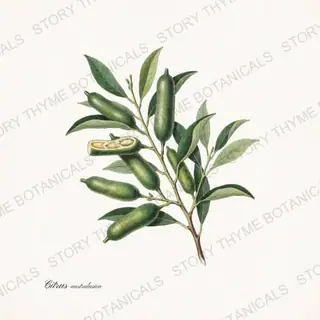 Finger Lime — vintage botanical Citrus Grove print on a white background