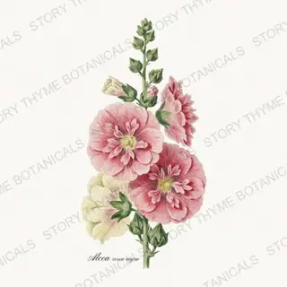 Hollyhock — vintage botanical Cottage Garden Vol. 2 print on a white background