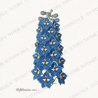 Delphinium — vintage botanical Cottage Garden Vol. 2 print on a white background