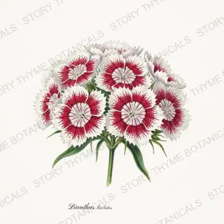 Sweet William — vintage botanical Cottage Garden Vol. 2 print on a white background