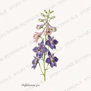 Larkspur — vintage botanical Cottage Garden Vol. 2 print on a white background