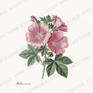 Lavatera — vintage botanical Cottage Garden Vol. 2 print on a white background