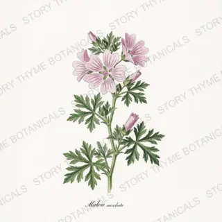 Musk Mallow — vintage botanical Cottage Garden Vol. 2 print on a white background