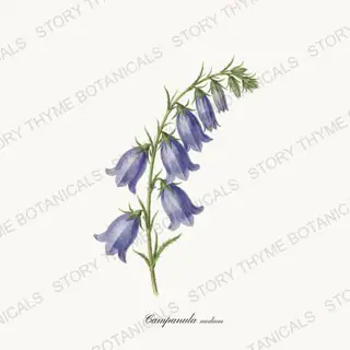 Canterbury Bells — vintage botanical Cottage Garden Vol. 2 print on a white background