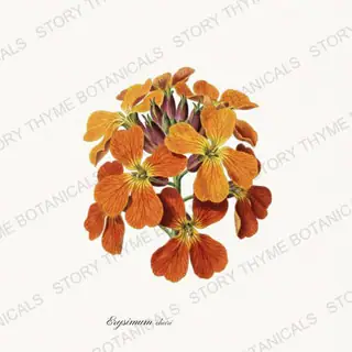 Wallflower — vintage botanical Cottage Garden Vol. 2 print on a white background