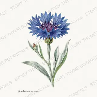 Cornflower — vintage botanical Cottage Garden Vol. 2 print on a white background