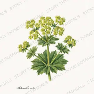 Ladys Mantle — vintage botanical Cottage Garden Vol. 2 print on a white background