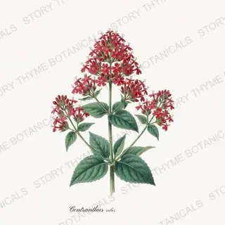 Valerian — vintage botanical Cottage Garden Vol. 2 print on a white background