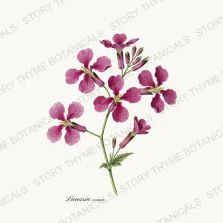 Honesty Flower — vintage botanical Cottage Garden Vol. 2 print on a white background