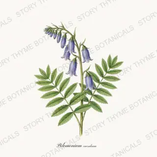 Jacobs Ladder — vintage botanical Cottage Garden Vol. 2 print on a white background