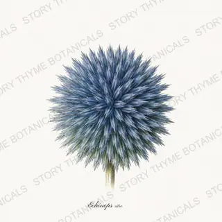 Globe Thistle — vintage botanical Cottage Garden Vol. 2 print on a white background
