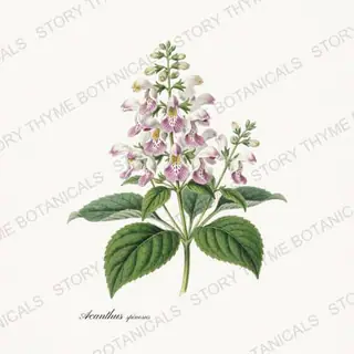 Bears Breeches — vintage botanical Cottage Garden Vol. 2 print on a white background
