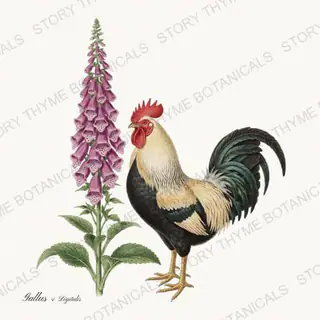 Rooster Foxglove — vintage botanical Cottage Garden Roosters Vol. 2 print on a white background