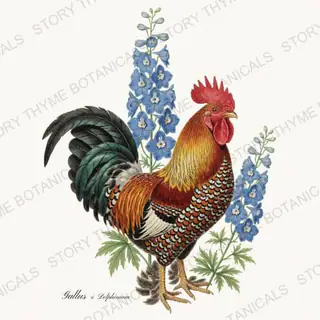 Rooster Delphinium — vintage botanical Cottage Garden Roosters Vol. 2 print on a white background