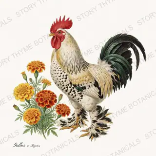Rooster Marigolds — vintage botanical Cottage Garden Roosters Vol. 2 print on a white background