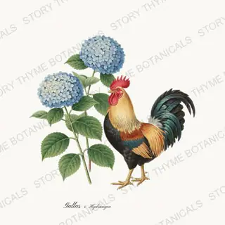 Rooster Hydrangea — vintage botanical Cottage Garden Roosters Vol. 2 print on a white background