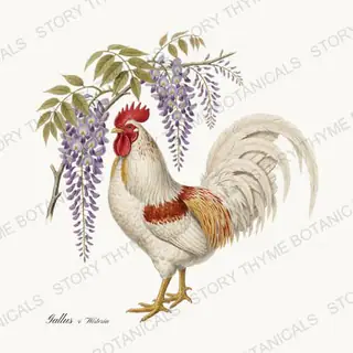 Rooster Wisteria — vintage botanical Cottage Garden Roosters Vol. 2 print on a white background