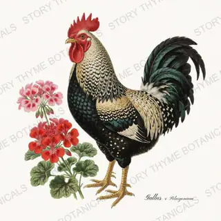 Rooster Geraniums — vintage botanical Cottage Garden Roosters Vol. 2 print on a white background