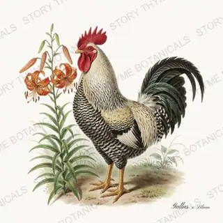 Rooster Lilies — vintage botanical Cottage Garden Roosters Vol. 2 print on a white background