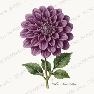 Thomas Edison — vintage botanical Dahlias print on a white background