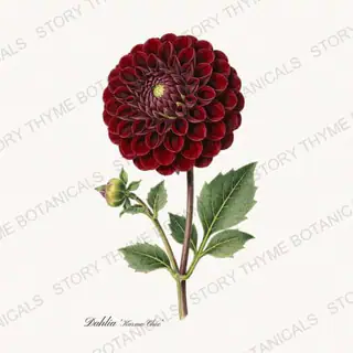 Karma Choc — vintage botanical Dahlias print on a white background