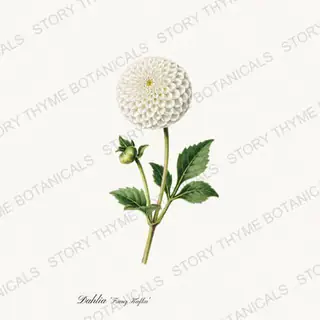 Franz Kafka — vintage botanical Dahlias print on a white background