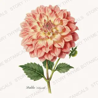 Labyrinth — vintage botanical Dahlias print on a white background