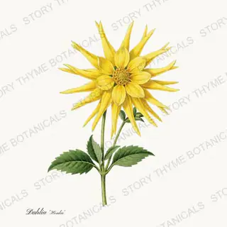 Honka — vintage botanical Dahlias print on a white background