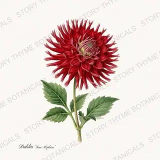 Sam Hopkins — vintage botanical Dahlias print on a white background