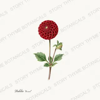 Cornel — vintage botanical Dahlias print on a white background