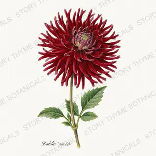 Nuit Dete — vintage botanical Dahlias print on a white background