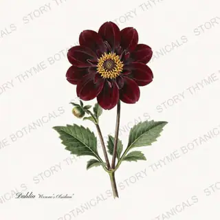 Verrones Obsidian — vintage botanical Dahlias print on a white background