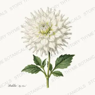 My Love — vintage botanical Dahlias print on a white background
