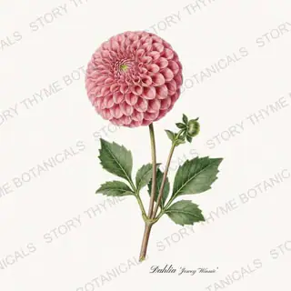 Jowey Winnie — vintage botanical Dahlias print on a white background