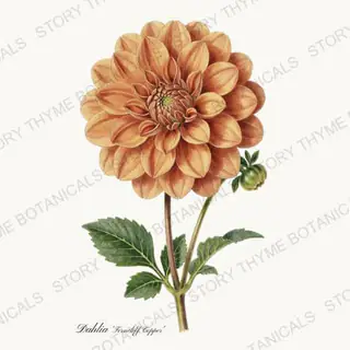 Ferncliff Copper — vintage botanical Dahlias print on a white background