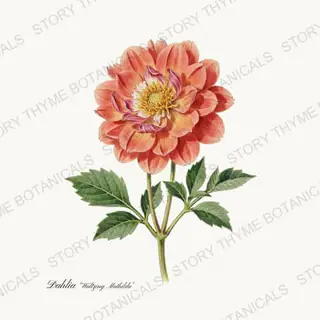 Waltzing Mathilda — vintage botanical Dahlias print on a white background