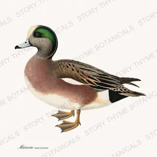 American Wigeon — vintage botanical The Duck Blind print on a white background