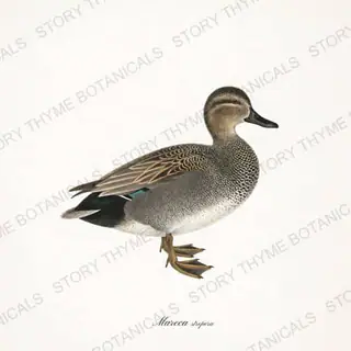 Gadwall — vintage botanical The Duck Blind print on a white background