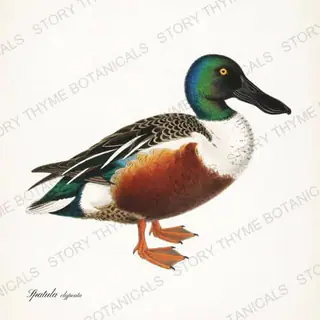 Northern Shoveler — vintage botanical The Duck Blind print on a white background