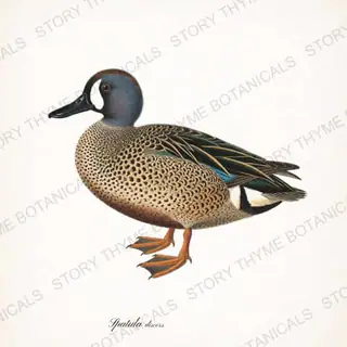 Blue Winged Teal — vintage botanical The Duck Blind print on a white background