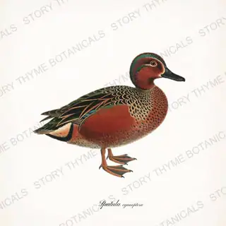 Cinnamon Teal — vintage botanical The Duck Blind print on a white background