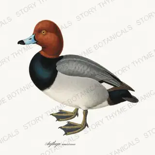 Redhead — vintage botanical The Duck Blind print on a white background