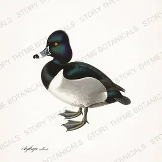 Ring Necked Duck — vintage botanical The Duck Blind print on a white background