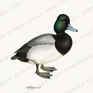 Greater Scaup — vintage botanical The Duck Blind print on a white background